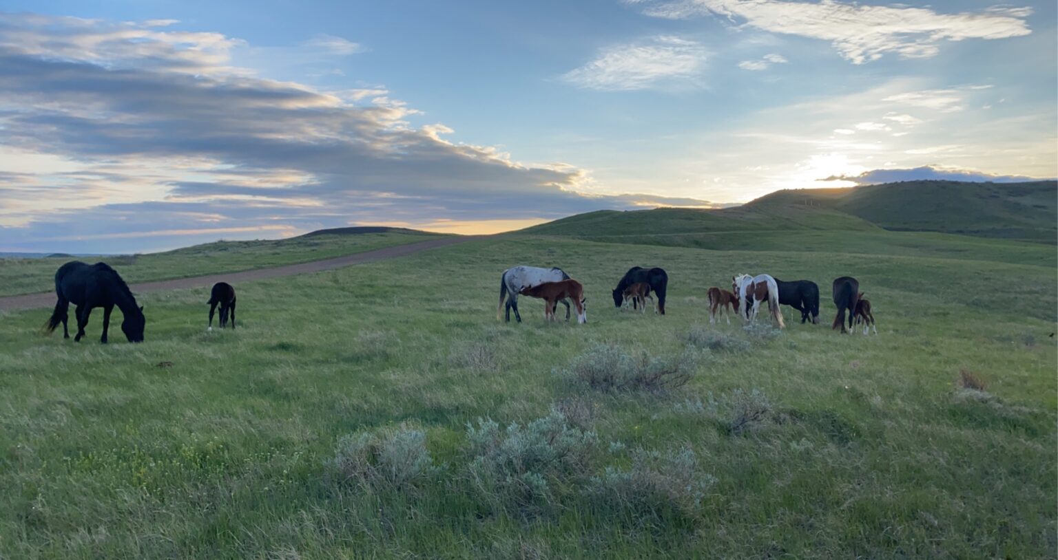 Contact Us State Bank Eagle Butte